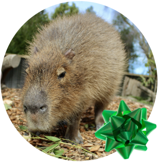 Gift Voucher Capybara Encounter - Adult
