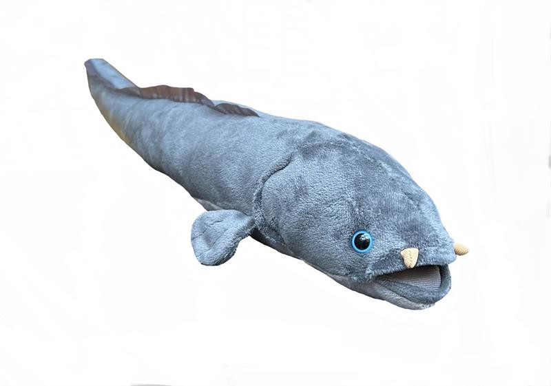 Longfin Eel